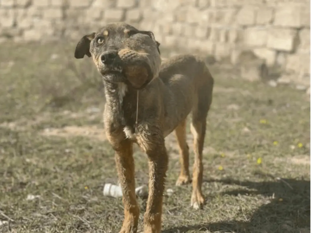 You are currently viewing Brady’s Journey From Cruelty to Healing