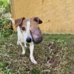 Chifa’s Triumph: From Suffering to a Second Chance at Life