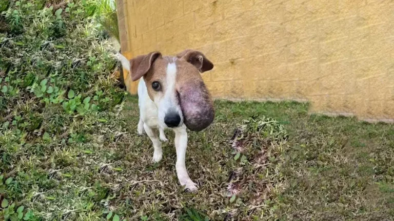 Chifa’s Triumph From Suffering to a Second Chance