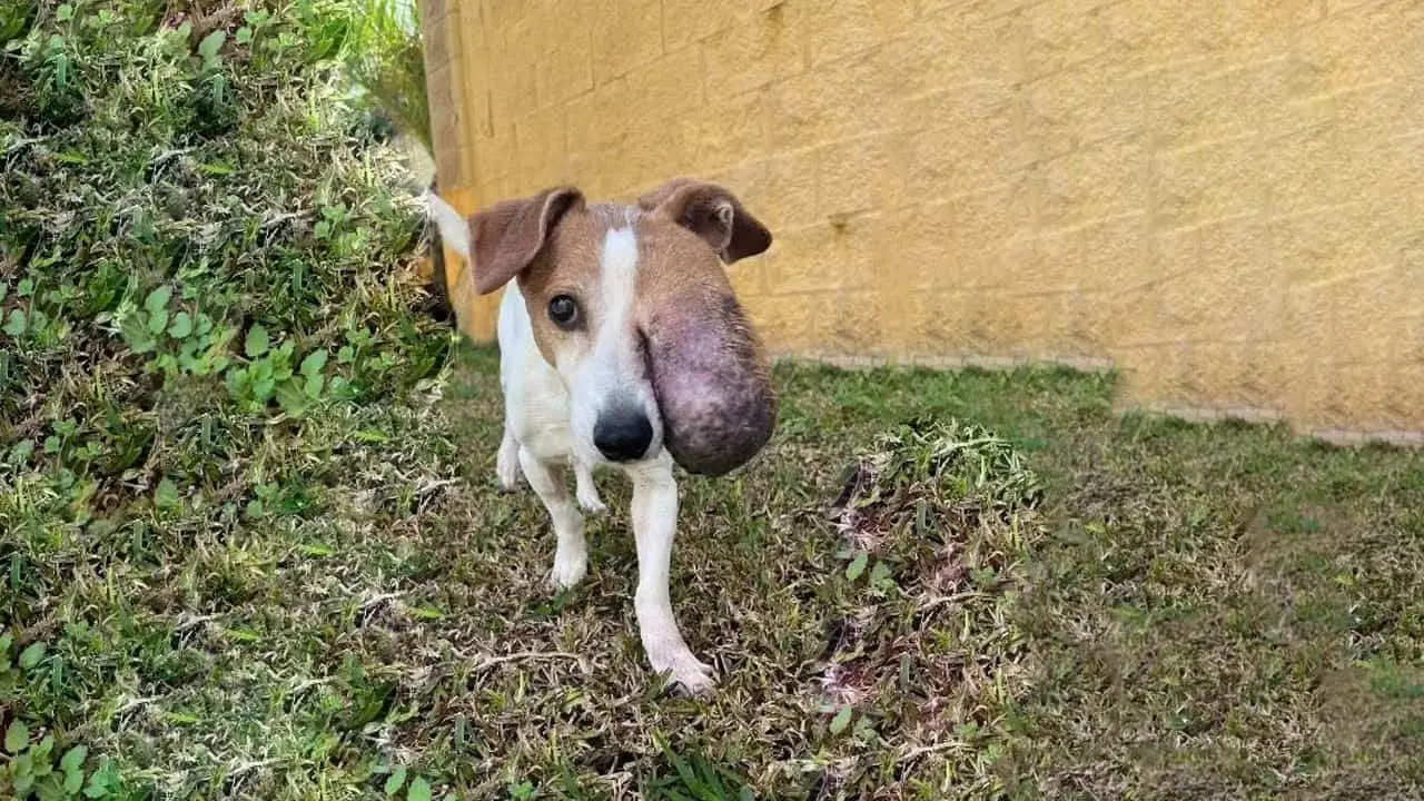 You are currently viewing Chifa’s Triumph: From Suffering to a Second Chance at Life