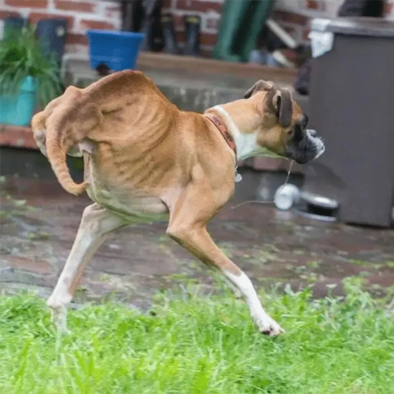 Duncan the Two-Legged Boxer Redefined Courage