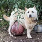 12 Years on a Chain: How Gazelle Finally Found Freedom and a Future