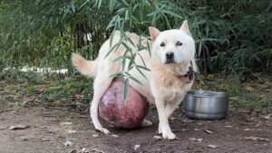 Read more about the article 12 Years on a Chain: How Gazelle Finally Found Freedom and a Future