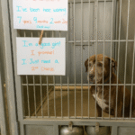 After Seven Years Behind Shelter Walls, Ginger Finally Found Her Forever Home