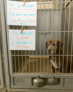 Read more about the article After Seven Years Behind Shelter Walls, Ginger Finally Found Her Forever Home