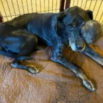 Gus: A Journey From Pain to Peace