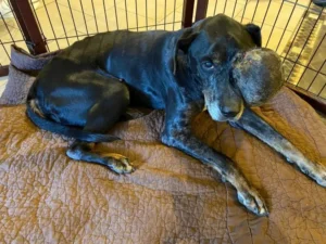 Read more about the article Gus: A Journey From Pain to Peace