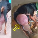 He Cried For Help, Duke’s Journey to Healing