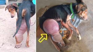 Read more about the article He Cried For Help, Duke’s Journey to Healing