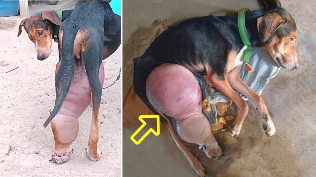 You are currently viewing He Cried For Help, Duke’s Journey to Healing