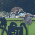 From Fear to Freedom: How Sydney Found the Life She Always Deserved