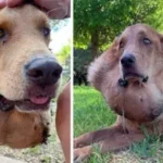 Jake’s Long Road to Healing: How One Dog Found Hope After Years of Neglect
