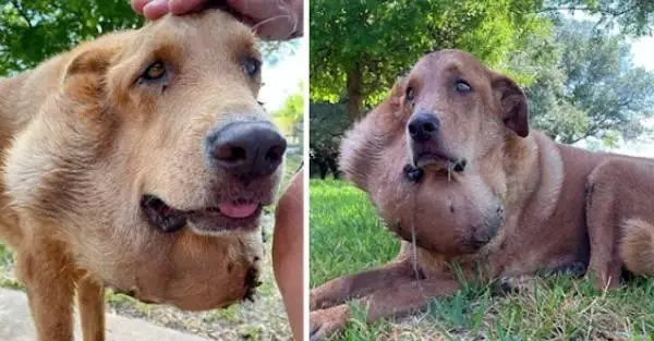 You are currently viewing Jake’s Long Road to Healing: How One Dog Found Hope After Years of Neglect