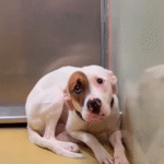 From Trembling to Triumph: Imelda’s Journey From a Kansas Shelter to Hope