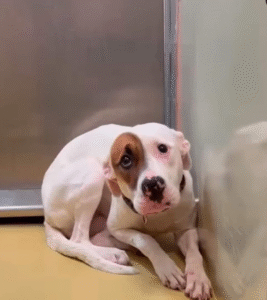 Read more about the article From Trembling to Triumph: Imelda’s Journey From a Kansas Shelter to Hope