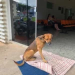 The Unbreakable Loyalty of a Dog Who Won’t Leave the Hospital Where His Owner Died