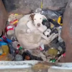 A Brave Mother Dog Regina Found Protecting Her Newborn Puppies in a Dumpster