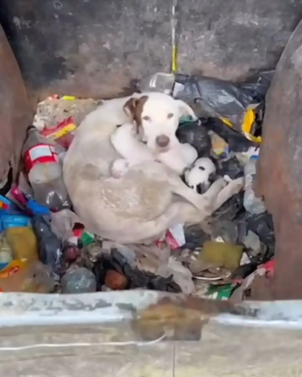 You are currently viewing A Brave Mother Dog Regina Found Protecting Her Newborn Puppies in a Dumpster