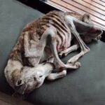 Palito Left to starve with two bullets in the chest: The Little Warrior Who Refused to Give Up