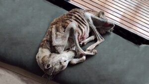 Read more about the article Palito Left to starve with two bullets in the chest: The Little Warrior Who Refused to Give Up