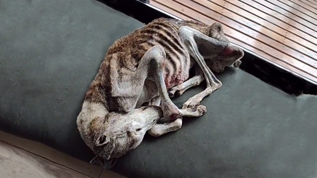 You are currently viewing Palito Left to starve with two bullets in the chest: The Little Warrior Who Refused to Give Up