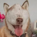 Serenity’s Second Chance: How a Husky With a Tumor Taught a Community to Love Fiercely