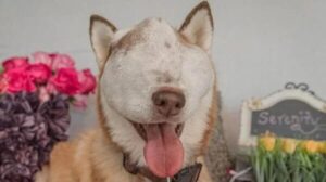 Read more about the article Serenity’s Second Chance: How a Husky With a Tumor Taught a Community to Love Fiercely