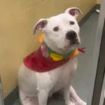 Snowflake’s Silent Heartbreak: The Dog Left Behind When a New Baby Arrived