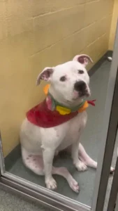 Read more about the article Snowflake’s Silent Heartbreak: The Dog Left Behind When a New Baby Arrived