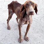 From Despair to Joy: The Miraculous Rescue of Hopi, the Dog Who Learned to Hope Again