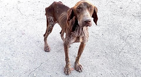 You are currently viewing From Despair to Joy: The Miraculous Rescue of Hopi, the Dog Who Learned to Hope Again