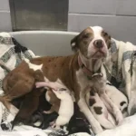 Melody’s Silent Fight: The Mother Dog Who Protected Her Puppies Until Help Arrived