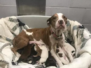 Read more about the article Melody’s Silent Fight: The Mother Dog Who Protected Her Puppies Until Help Arrived