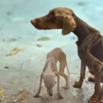 The neglected dogs Who Found Hope Beyond the Gate