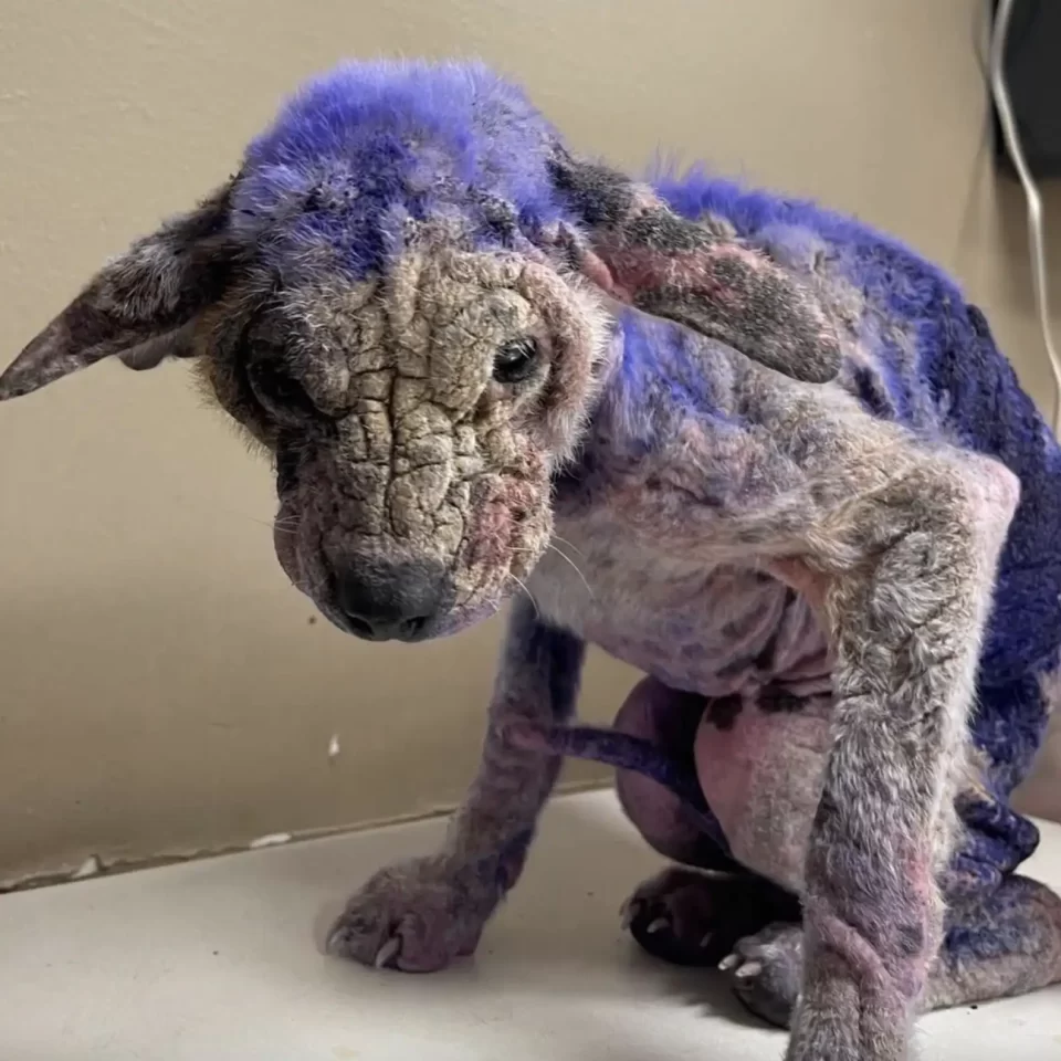 You are currently viewing Violet’s Journey From Suffering to Safety: How a Purple-Stained Dog Found a New Life