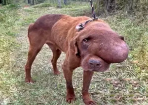 Read more about the article A Chance Encounter That Saved a Dog’s Life: One Woman’s Unexpected Act of Courage