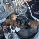 Couple on ATV Ride Discovers Abandoned Puppies Running for Help