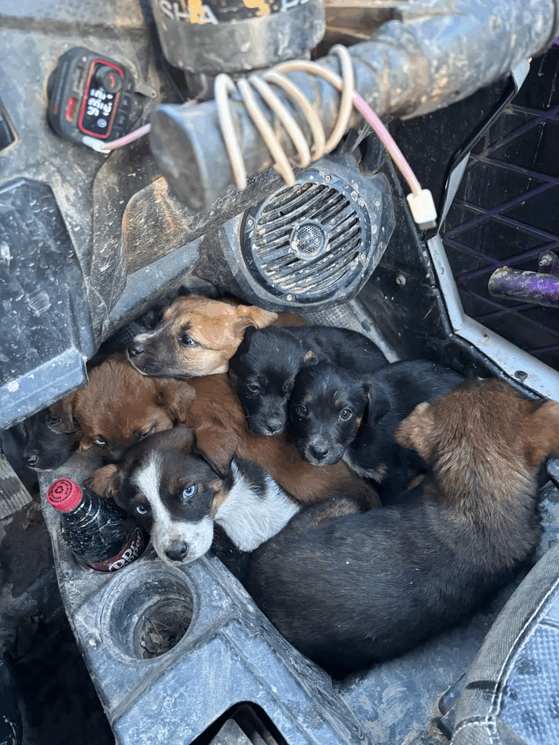 You are currently viewing Couple on ATV Ride Discovers Abandoned Puppies Running for Help