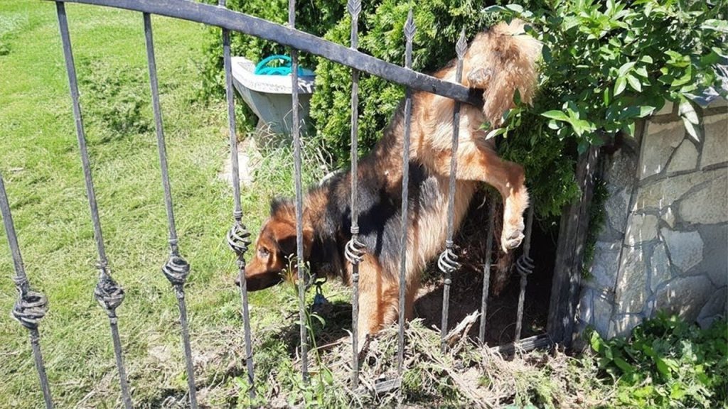 You are currently viewing Trapped and Terrified: One Dog’s Fight to Live