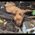 Halia’s Final Moments :She Took Her Last Breath Wrapped in Love — Not in Fear