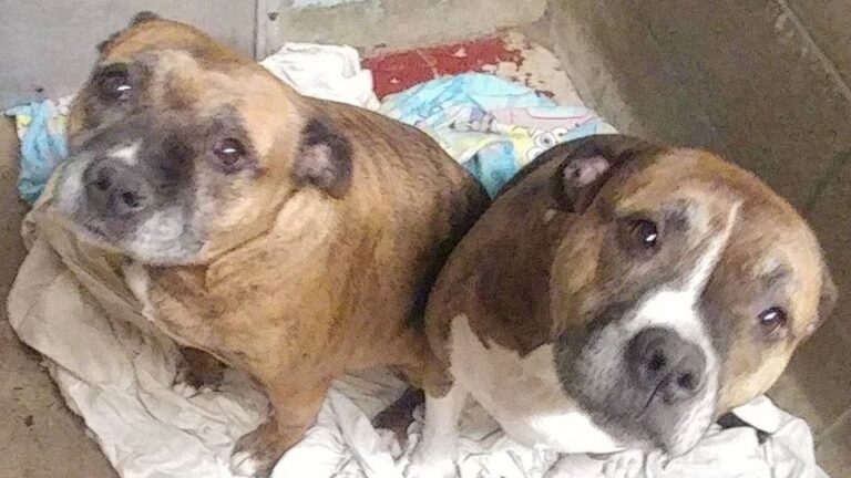 mother-and-son Pit Bull