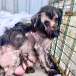 Broken but Not Defeated: A Mother Dog’s Journey From Loss to Love