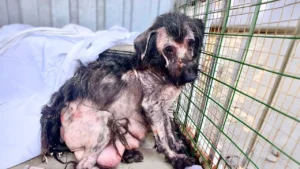 Read more about the article Broken but Not Defeated: A Mother Dog’s Journey From Loss to Love