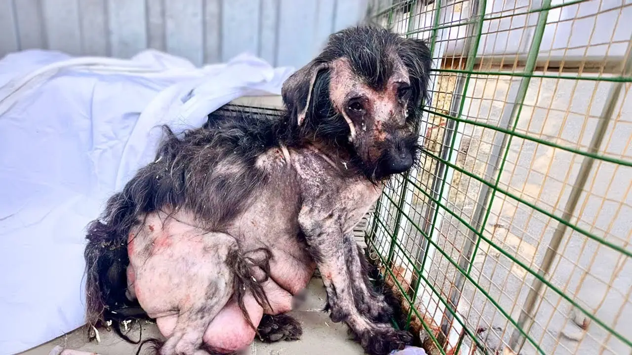 Read more about the article Broken but Not Defeated: A Mother Dog’s Journey From Loss to Love