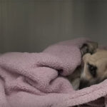 From Starved to Safe: Angel’s Journey From Cruelty to the Life She Always Deserved