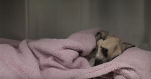 Read more about the article From Starved to Safe: Angel’s Journey From Cruelty to the Life She Always Deserved