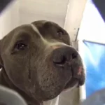 When Loyalty Is Abandoned: Blue’s Journey From Heartbreak to Healing