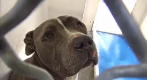 Read more about the article When Loyalty Is Abandoned: Blue’s Journey From Heartbreak to Healing