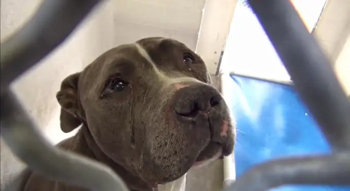 You are currently viewing When Loyalty Is Abandoned: Blue’s Journey From Heartbreak to Healing