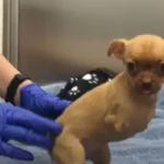 From Abandoned Pup to Unstoppable Spirit: Daffodil’s Journey to Love